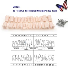 US 28Pcs Kilgore NISSIN 200 Replacement Teeth w/Screws M8024 for Typodont Model