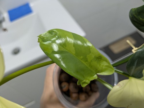 Philodendron Bipennifolium variegated (plant w/5 leaves+2 NEW shoots)update 8/10 - Picture 7 of 10