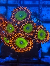 CE- WYSIWYG Ultra Bowser Zoa Zoanthid Frag Live Coral Frag LPS SPS #R1GK13