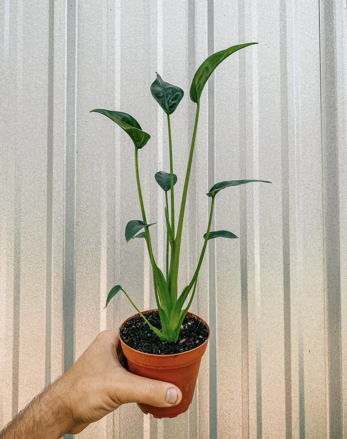 Alocasia Tiny Dancer