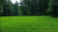 5 lbs Alfalfa, Ladino Clover, Red Clover, Chicory Deer Food Plot Seed Mix 