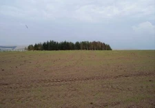 Photo 6x4 Back Moor Roundel Bogs Bank A replanted oval wood amongst newly c2006