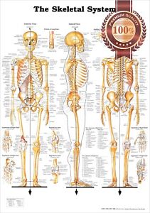 Skeleton Anatomy Chart