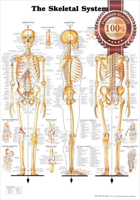 The Skeletal System Anatomical Chart