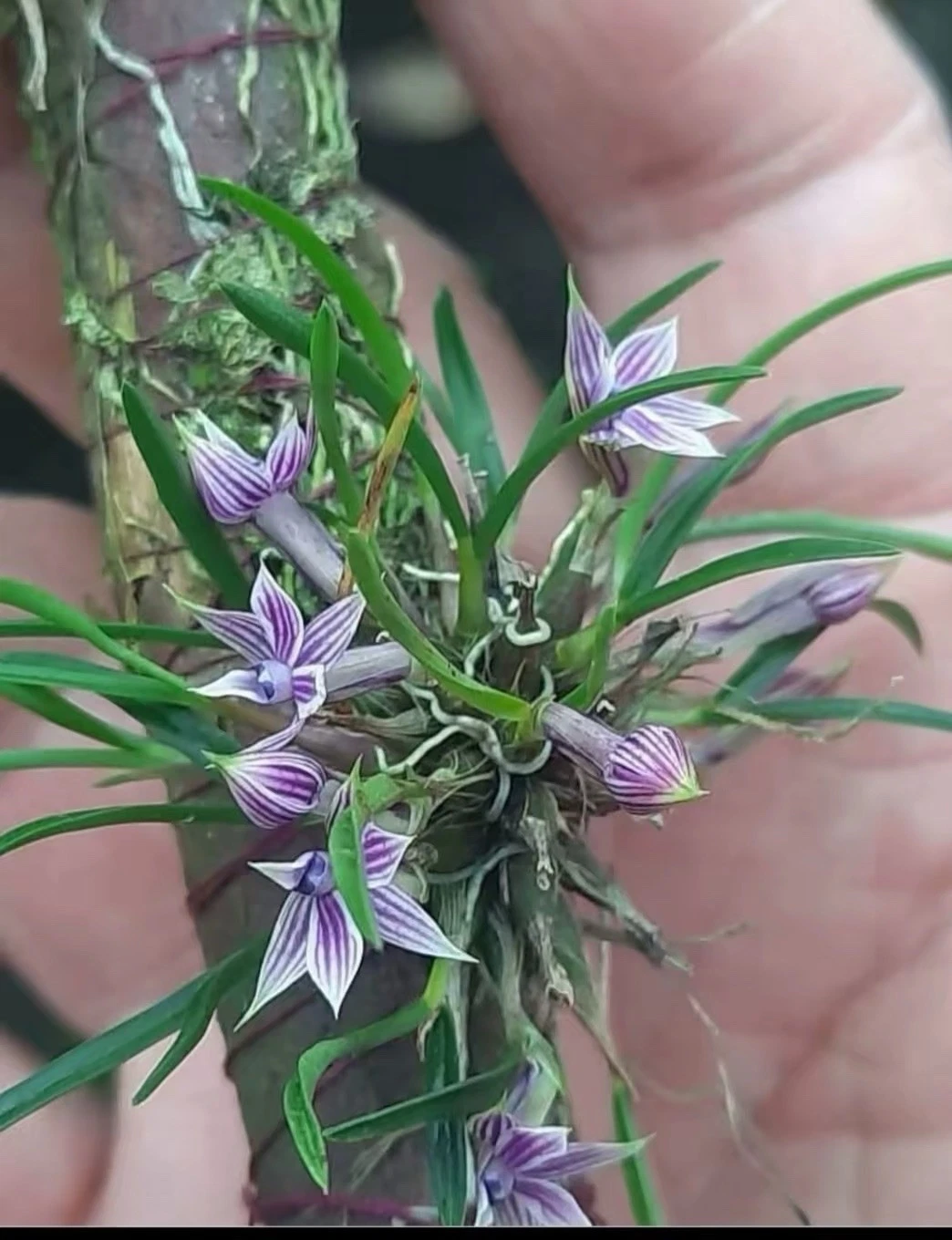 Dendrobium cyanocentrum Schltr Rare Species Orchid New Guinea Established Plant
Opens in a new windo
