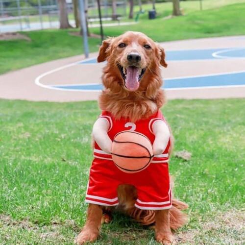 Disfraz de baloncesto para perro con pelota perro baloncesto Halloween perro baloncesto Pla E6P6 - Imagen 3 de 18