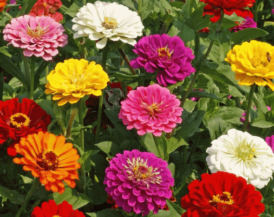 #ad CALIFORNIA GIANT ZINNIA FLOWER SEEDS 100 MIXED COLORS ANNUAL Free Shipping $2.20