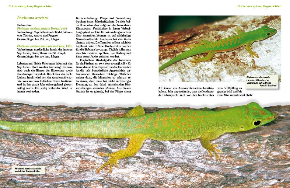 Thumbnail - Taggeckos Der Gattung Phelsuma, Hans-peter Berghof