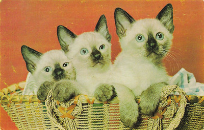 Postcard Three Kittens in a Basket Blue Eyes