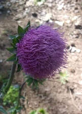 (St Marys) Milk Thistle 60+ Seeds: S Carolina US Grown Organic, Liver DETOXifier