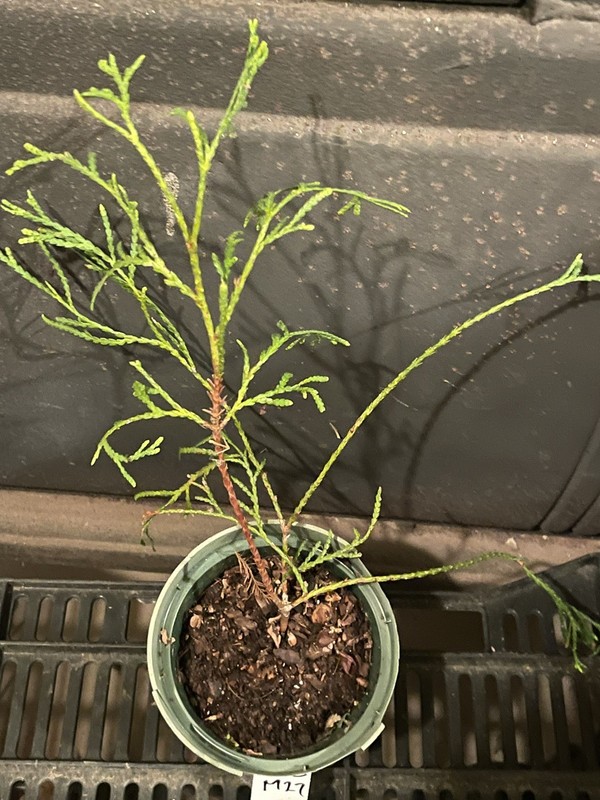 Whipcord Arborvitae