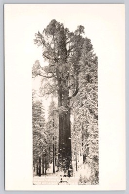 Postcard RPPC General Sherman Tree in Winter Sequoia National Park California 