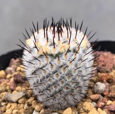 2PCS Mammillaria perezdelarosa v andersonii cactus seedgrowth 1.5-2CM