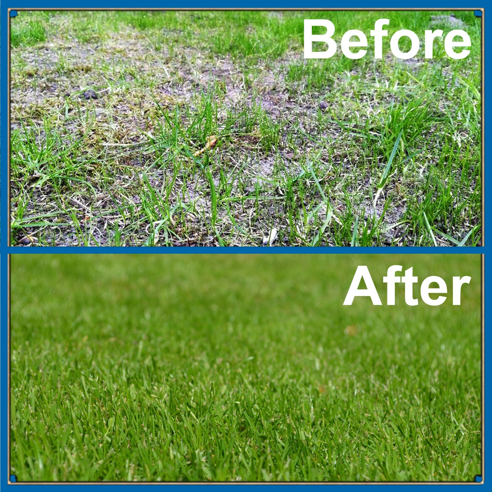 Fine Grass Seed for Low Maintenance Lawn Luxury Garden Less Mowing eBay
