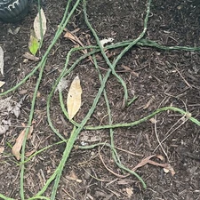 Selenicereus Macdonaldiae Cactus Flowering Climbing Orchid Voodoo Vine Dragon Ex