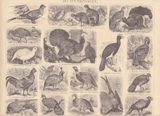 Capercaillion partridge snow chicken wood stitch from 1884 pheasant peacock birch chicken quail