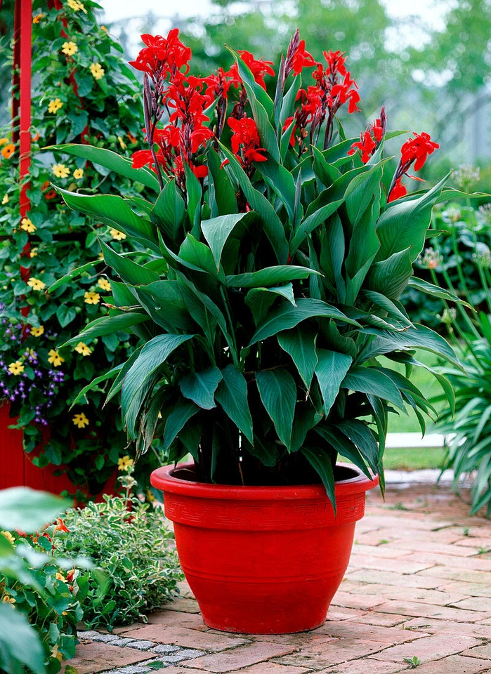RED CANNA LILY INDICA SEEDS INDIAN SHOT Arrowroot Flowers Attracts Hummingbirds - Image 4 of 4