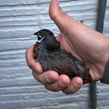 Button Quail Hatching Eggs - 6 Eggs   Fresh Eggs  Fertile for Incubation