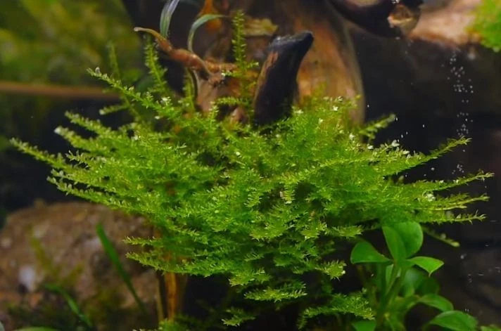 MUSGO DE JAVA PLANTAS ACUARIO GAMBAS AGUA FRÍA TROPICAL ELIMINA NITRATOS ALGAS - Imagen 2 de 4