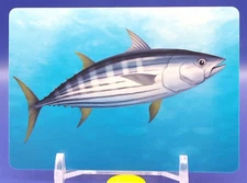 Skipjack Sea Creatures Card Cards Learning Educational DAISO Japan Japanese