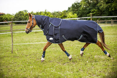 Weidedecke schwer, Ekkia Equi Motiv Tyrex All-In-One 1680D 300g Weidedecke