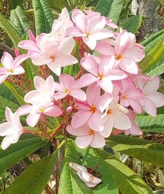 Hawaiian Royal Pastel Pink Plumeria/Cutting/Frangipani 10'' - Fragrant 