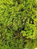 Large Live Moss Assortment for Terrarium Vivarium Fairy Garden 9"x12" Bag 3