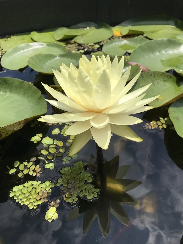 Water Lily 'Texas Dawn' (Nymphaea) / Winter-Hardy Sprouted Tuber Rhizome - Image 4 of 4