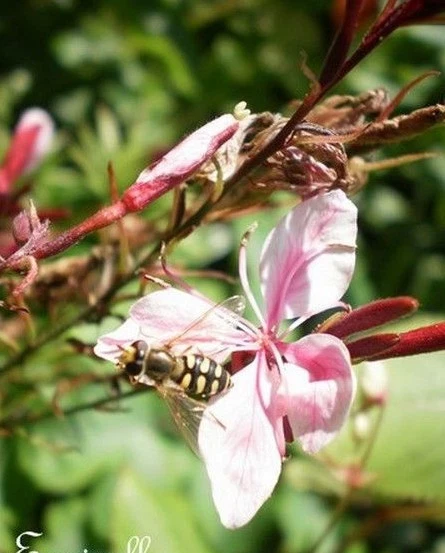 ♫ GAURA Lindheimeri 'Tout Mélangé' ♫ Graines ♫ Pl Mellifère Ornementale Vivace ♫