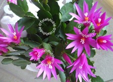 Bouture Cutting  Rhipsalidopsis Cactus de Pâques violet rose