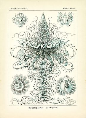 Ernst Haeckel Sea Life Drawing Siphonophorae Hyrozoa Invertabrates 4x6''-16x20''