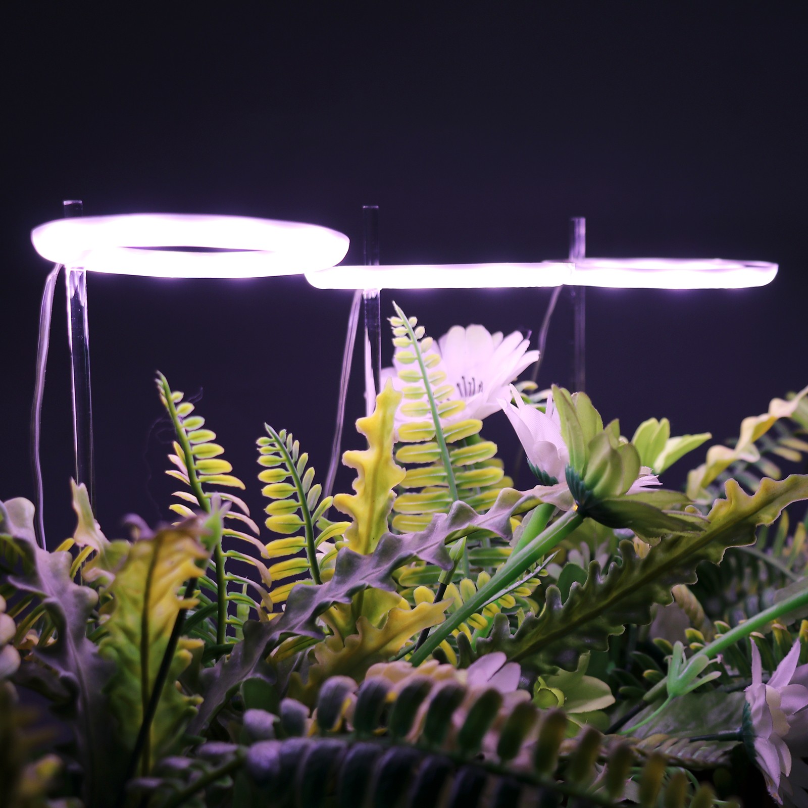 Full Spectrum Indoor Plants