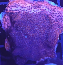 [WYSIWYG] Mystic Sunset Monti Cap Frag #3 Easy Montipora SPS Live Coral