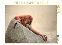Calvendo Puzzle Little Orangutan | 1000 Pieces, Finished Size 25.2 × 18.9 In (64