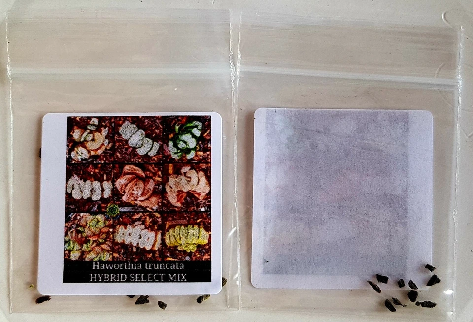 Haworthia truncata MIX Seeds x 8 HYBRID FOR SUCCULENT AND CACTI COLLECTERS Track - Image 2 of 4