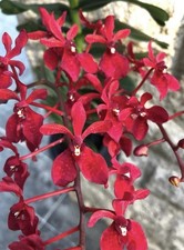 Renanthera Gerald Tan - Blooming Size