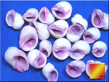 100 Whole Purple Orchid Shells (Cebu Beauty) Beach Crafts Vase Filling Coastal