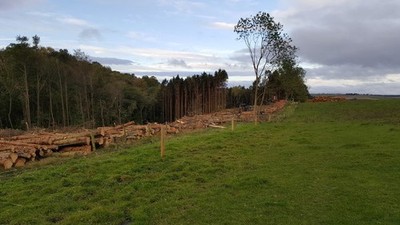 Photo 12x8 Tree felling at Apperleybankfoot Wood Apperley Dene  c2017