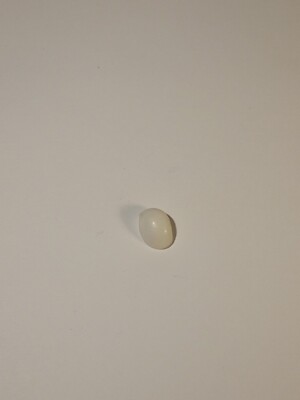 Hand Picked Hawaiian Sea Shell - Blackmouthed Moon Shell Polinices Melanostoma