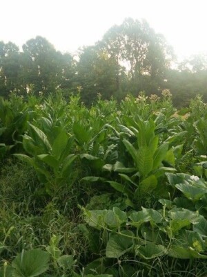 100 Virginia Gold Tobacco Seeds Organic Non Gmo Pesticide Free Heirloom  Easy