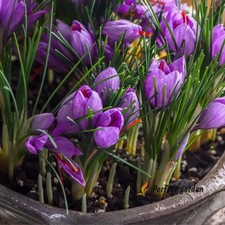5 Bulbs Crocus Sativus Saffron Autumn Crocus Perennial Purple Flowering