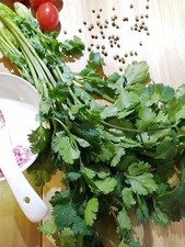 100 Organic Santo Longstanding Cilantro, Coriander, Chinese Parsley Herb Seeds