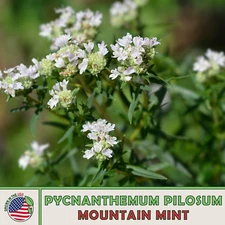 500 Mountain Mint Seeds, Pycnanthemum pilosum, Native Herb, Non-GMO, Genuine USA