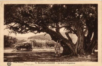 CPA AK MAROKKO Umgebung von AGADIR La foret d'Arganiers (688426)