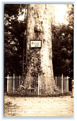 Big Tree Largest Cypress 126  High 3000 Years Old Long Wood Seminole Co FL F1