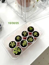 Carnivorous Pinguicula Butterwort - Your Natural Pest Control Hero! Easy to grow