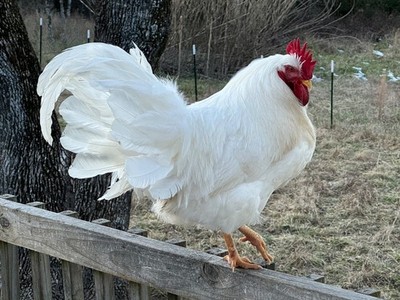 18+ Lamona Eggs Rare Heritage Breed Chicken Hatching Eggs