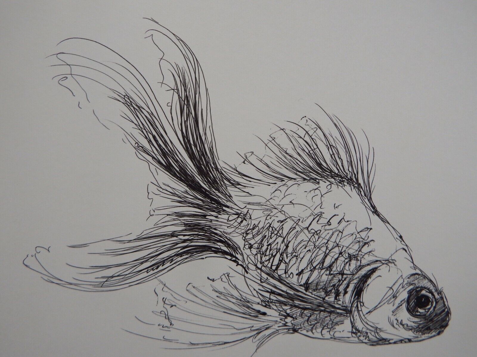 Original Pen & Ink fish drawing sketch of a goldfish on ivory