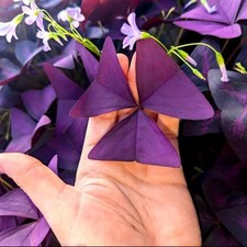 4 x Oxalis Triangularis purpurea bulbs.   Purple Butterfly House Plant Shamrock
