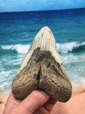 MEGALODON Fossil Giant Shark Teeth Ocean No Repair  5.67